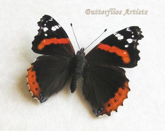 Red Admiral Vanessa Atalanta Butterfly Framed Entomology Collectible Shadowbox