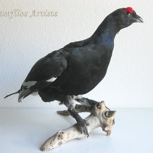 Black Grouse Blackcock Lyrurus Tetrix Taxidermy Stuffed Bird Scientific Zoology image 3