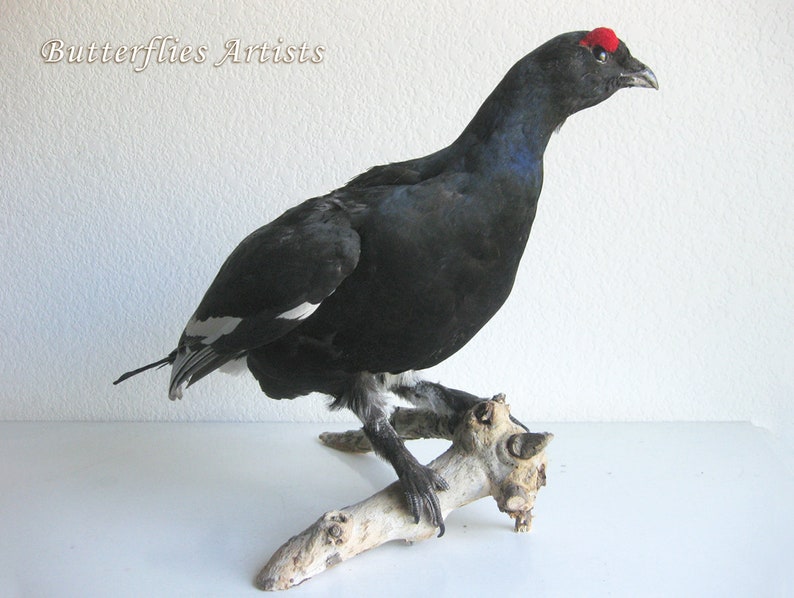 Black Grouse Blackcock Lyrurus Tetrix Taxidermy Stuffed Bird Scientific Zoology image 3