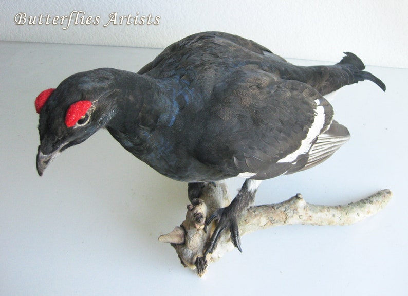 Black Grouse Blackcock Lyrurus Tetrix Taxidermy Stuffed Bird Scientific Zoology image 5