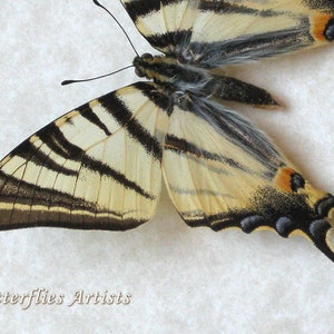 Scarce Swallowtail Iphiclides Podalirius Real Butterfly Framed Entomology Shadowbox image 4