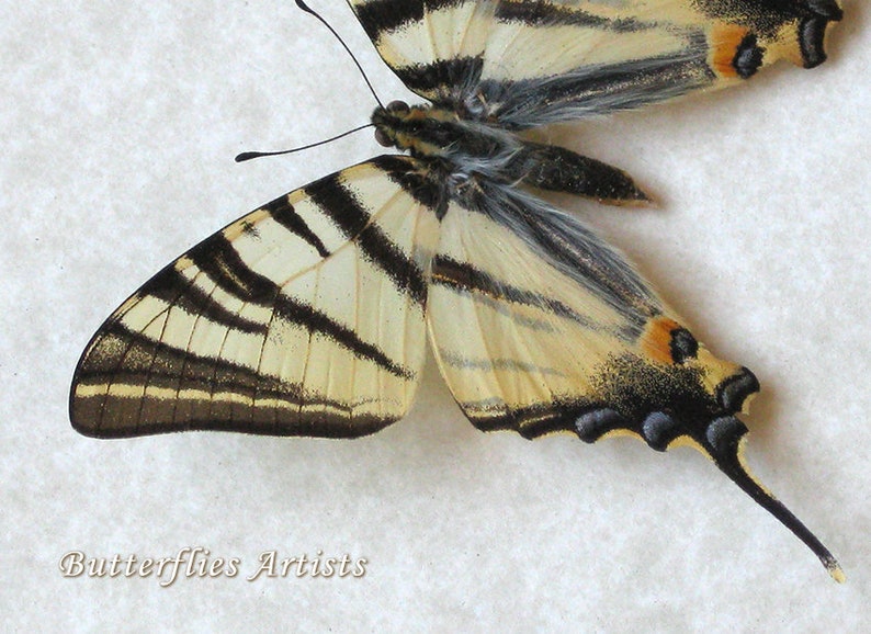 Scarce Swallowtail Iphiclides Podalirius Real Butterfly Framed Entomology Shadowbox image 4