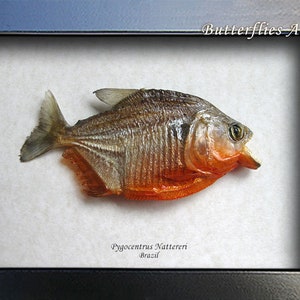 Piranha Red Bellied Razor Teeth Pygocentrus Nattereri Framed Taxidermy Shadowbox image 2