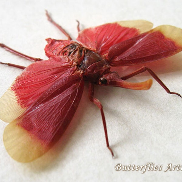 Blood Red Pyrops Hamdjahi Real Lanternfly Entomology Collectible Shadowbox