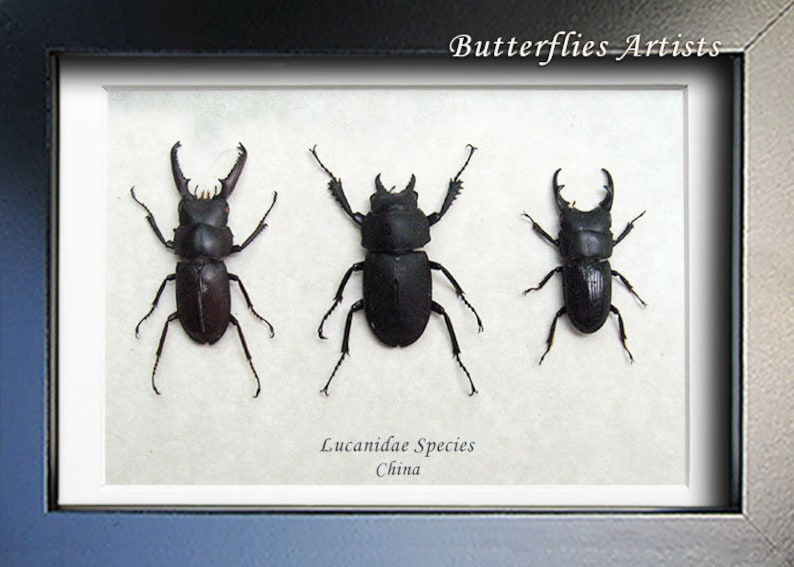 Lucanidae Collection Premium Set Real Beetles Entomology Museum Quality Display image 1