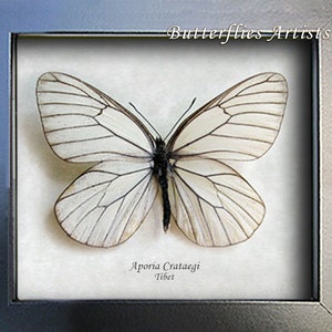 Aporia Crataegi White Black Veined Real Butterfly Entomology Collectible Display image 2