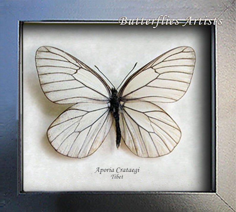 Aporia Crataegi White Black Veined Real Butterfly Entomology Collectible Display image 2