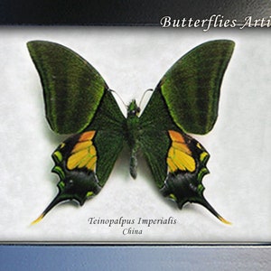Teinopalpus Imperialis RARE Emperor Of India Butterfly Framed Entomology Shadowbox image 2