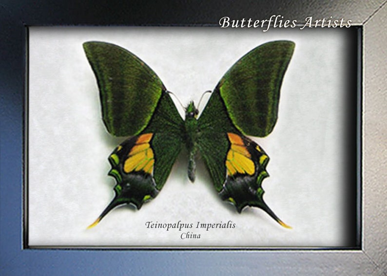 Teinopalpus Imperialis RARE Emperor Of India Butterfly Framed Entomology Shadowbox image 2