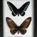 see more listings in the Butterflies Sets section