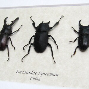 Lucanidae Collection Premium Set Real Beetles Entomology Museum Quality Display image 2