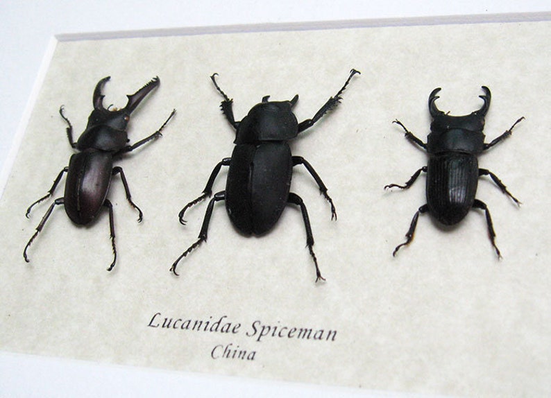 Lucanidae Collection Premium Set Real Beetles Entomology Museum Quality Display image 2