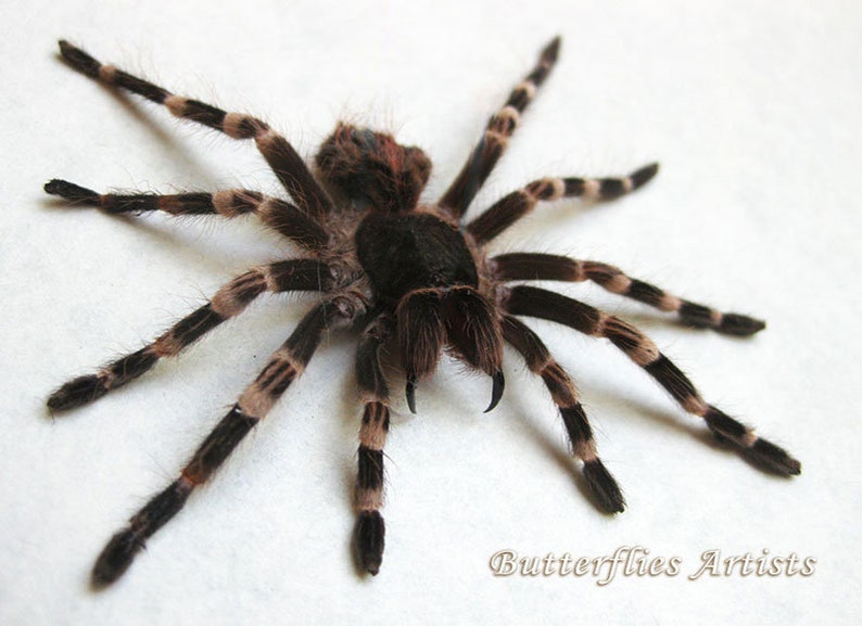 Giant White Knee Acanthoscurria Geniculata Real Tarantula Spider Entomology Display image 4