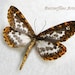 see more listings in the Moths section