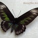 see more listings in the Butterflies section