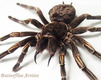 Acanthoscurria Juruenicola XL Brazilian Orange Banded Tarantula Spider Shadowbox