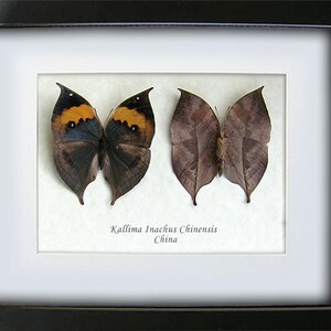 Kallima Inachus Dead Leaf Mimic Real Butterflies Entomology Collectible Shadowbox image 2