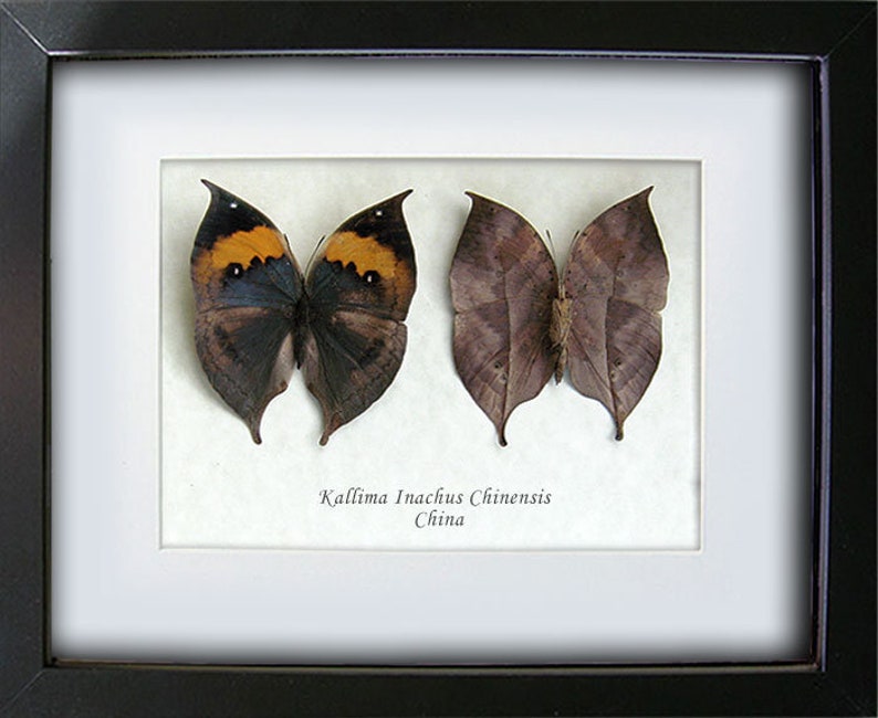 Kallima Inachus Dead Leaf Mimic Real Butterflies Entomology Collectible Shadowbox image 2