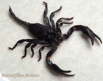 Liocheles Waigiensis Australian Rainforest Scorpion Entomology Collectible Display