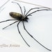 see more listings in the Spiders Scorpions Ants section