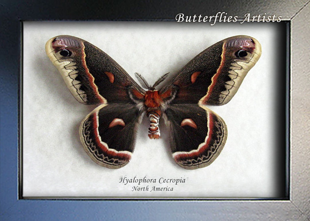 Real Large Robin Silk Moth Hyalophora Cecropia Framed - Etsy