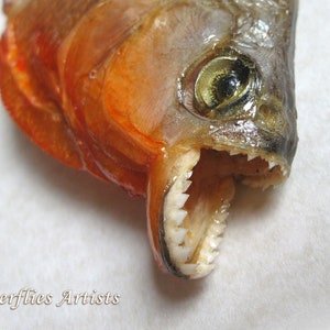 Piranha Red Bellied Razor Teeth Pygocentrus Nattereri Framed Taxidermy Shadowbox image 5