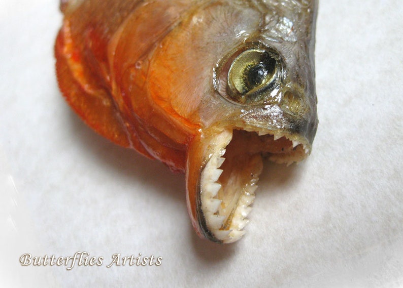 Piranha Red Bellied Razor Teeth Pygocentrus Nattereri Framed Taxidermy Shadowbox image 5
