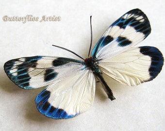 Chalcosia Thaivana Rare Real Day Flying Moth Entomology Collectible In Shadowbox