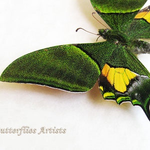 Teinopalpus Imperialis RARE Emperor Of India Butterfly Framed Entomology Shadowbox image 3