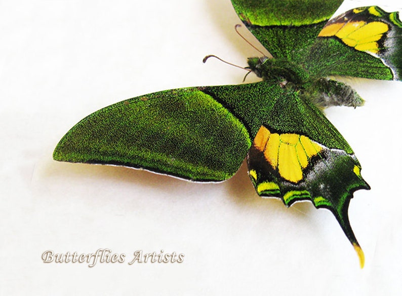 Teinopalpus Imperialis RARE Emperor Of India Butterfly Framed Entomology Shadowbox image 3