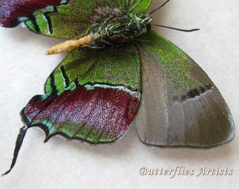 Evenus Regalis RARE Real Hairstreak Butterfly Entomology Collectible Shadowbox