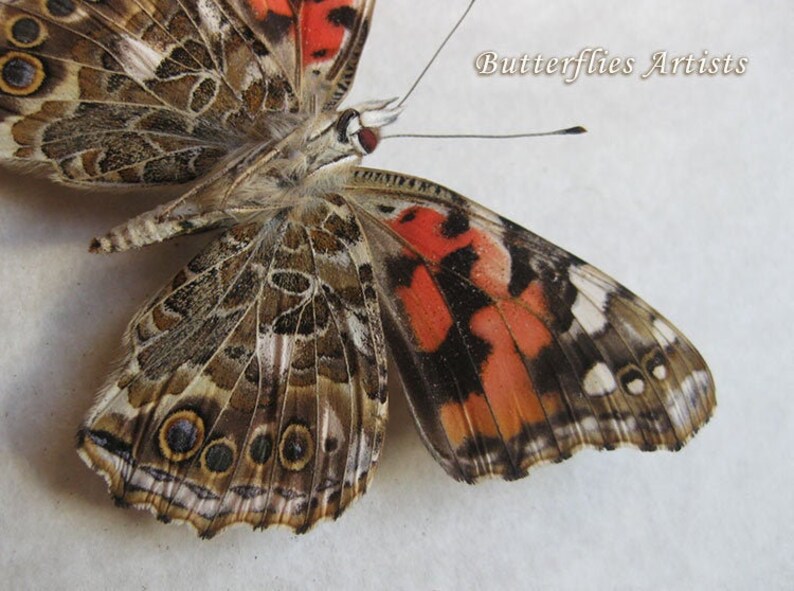 Cynthia Vanessa Cardui Painted Lady Butterfly Entomology Collectible Shadowbox image 1