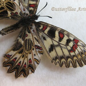 Zerynthia Polyxena Southern Festoon Butterfly Entomology Collectible Shadowbox image 4