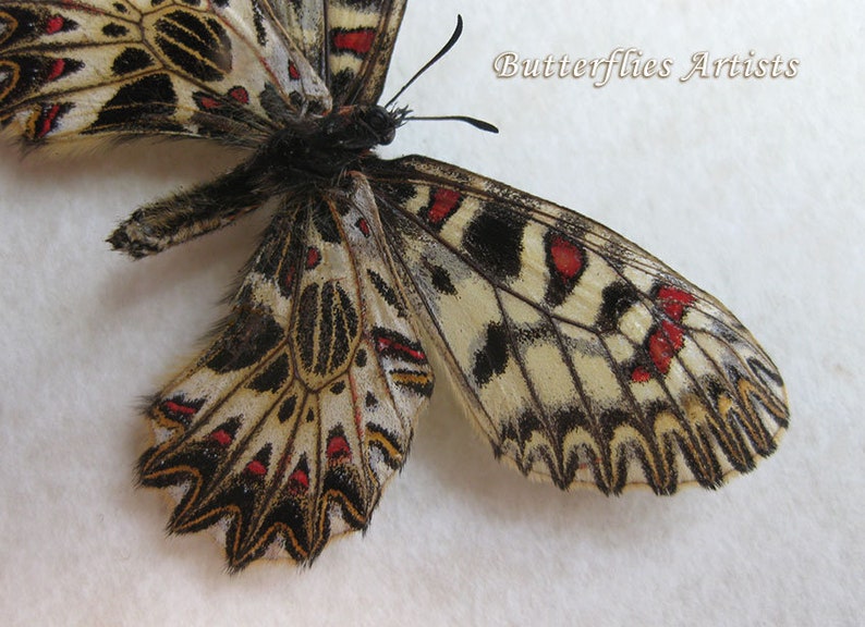 Zerynthia Polyxena Southern Festoon Butterfly Entomology Collectible Shadowbox image 4