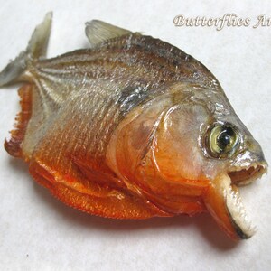 Piranha Red Bellied Razor Teeth Pygocentrus Nattereri Framed Taxidermy Shadowbox image 3