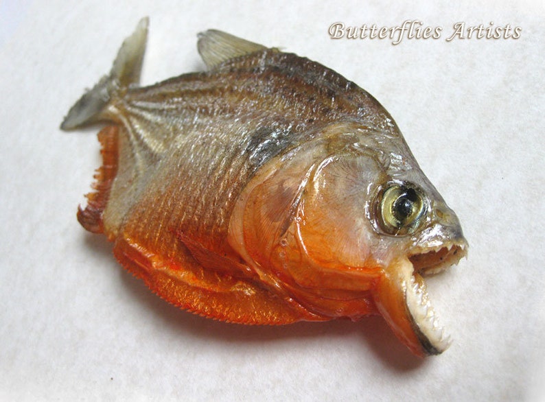 Piranha Red Bellied Razor Teeth Pygocentrus Nattereri Framed Taxidermy Shadowbox image 3