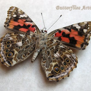 Cynthia Vanessa Cardui Painted Lady Butterfly Entomology Collectible Shadowbox image 3
