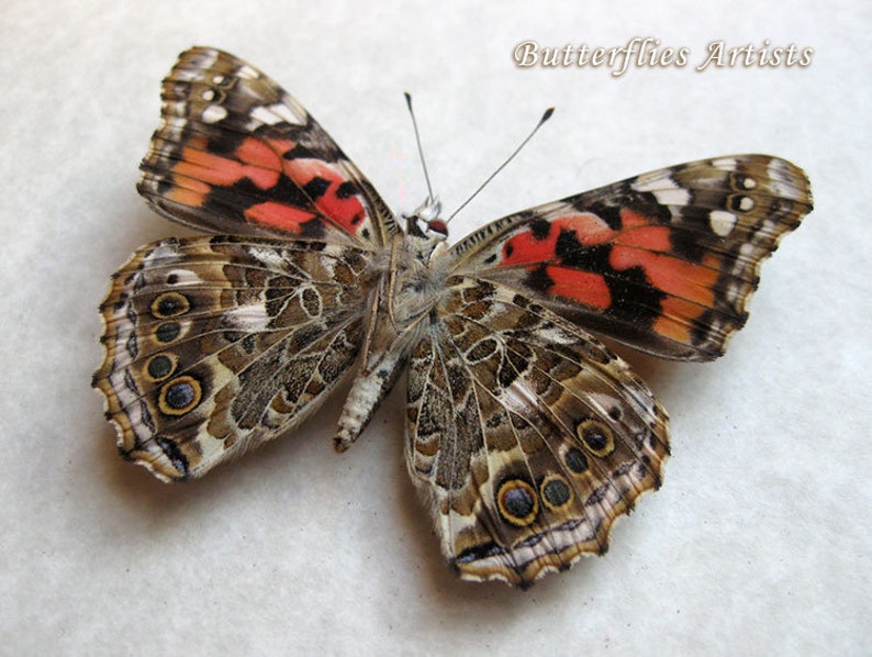 Cynthia Vanessa Cardui Painted Lady Butterfly Entomology Collectible Shadowbox image 3