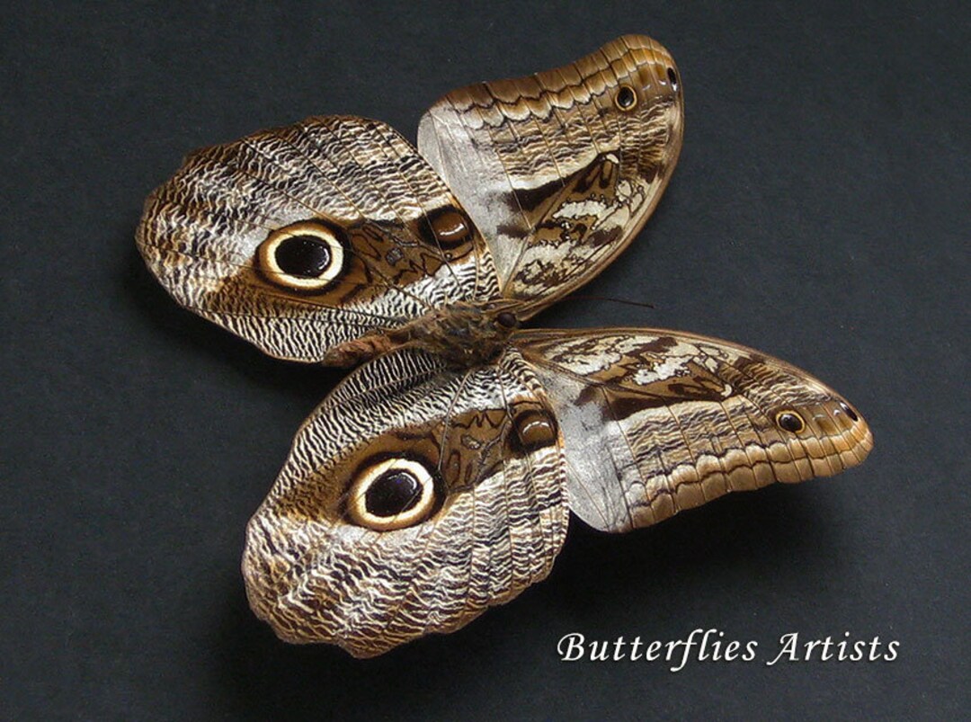 Caligo Memnon REPLICA Framed Verso Owl Butterfly Resting Pose Peru