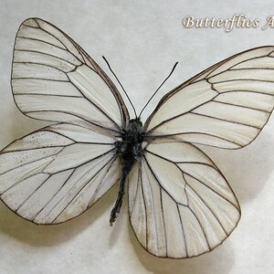 Aporia Crataegi White Black Veined Real Butterfly Entomology Collectible Display image 3