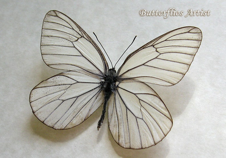 Aporia Crataegi White Black Veined Real Butterfly Entomology Collectible Display image 3