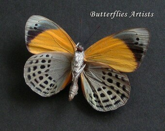 Dotted Glory Asterope Markii Verso Real Butterfly Framed Entomology Shadowbox