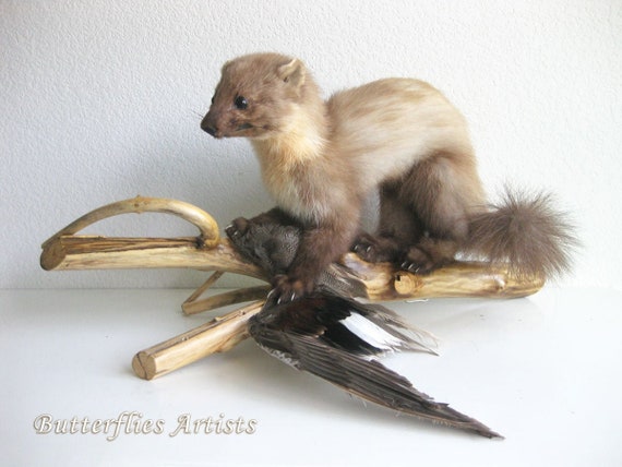European Pine Marten in Prey Hunting Martes Martes Taxidermy - Etsy Ireland European Pine Marten in Prey Hunting Martes Martes Taxidermy - Etsy Ireland