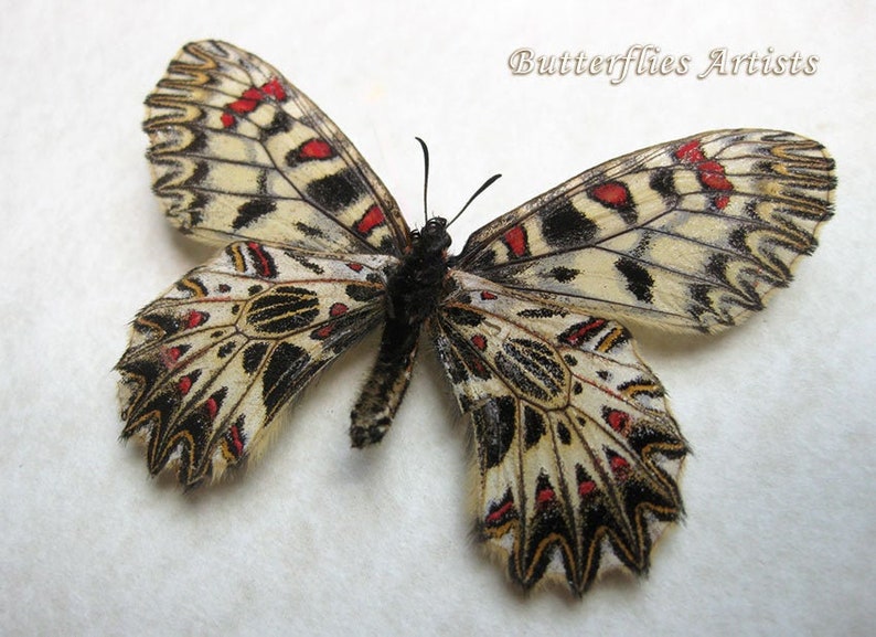 Zerynthia Polyxena Southern Festoon Butterfly Entomology Collectible Shadowbox image 1
