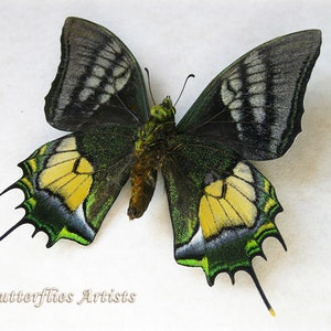 Teinopalpus Aureus RARE Golden Kaiser-i-Hind Real Butterfly Entomology Shadowbox