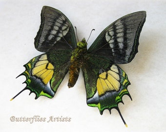 Teinopalpus Aureus RARE Golden Kaiser-i-Hind Real Butterfly Entomology Shadowbox