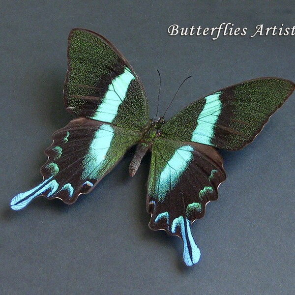 Green Buddah Swallowtail Papilio Blumei Butterfly Framed Entomology Shadowbox