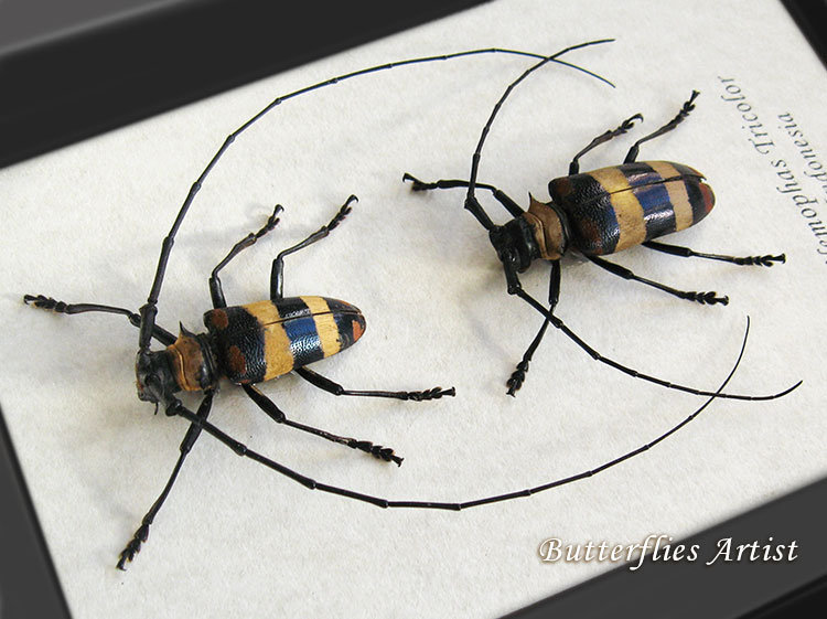 Nemophas Tricolor PAIR Long Horn Real Beetles Entomology Etsy