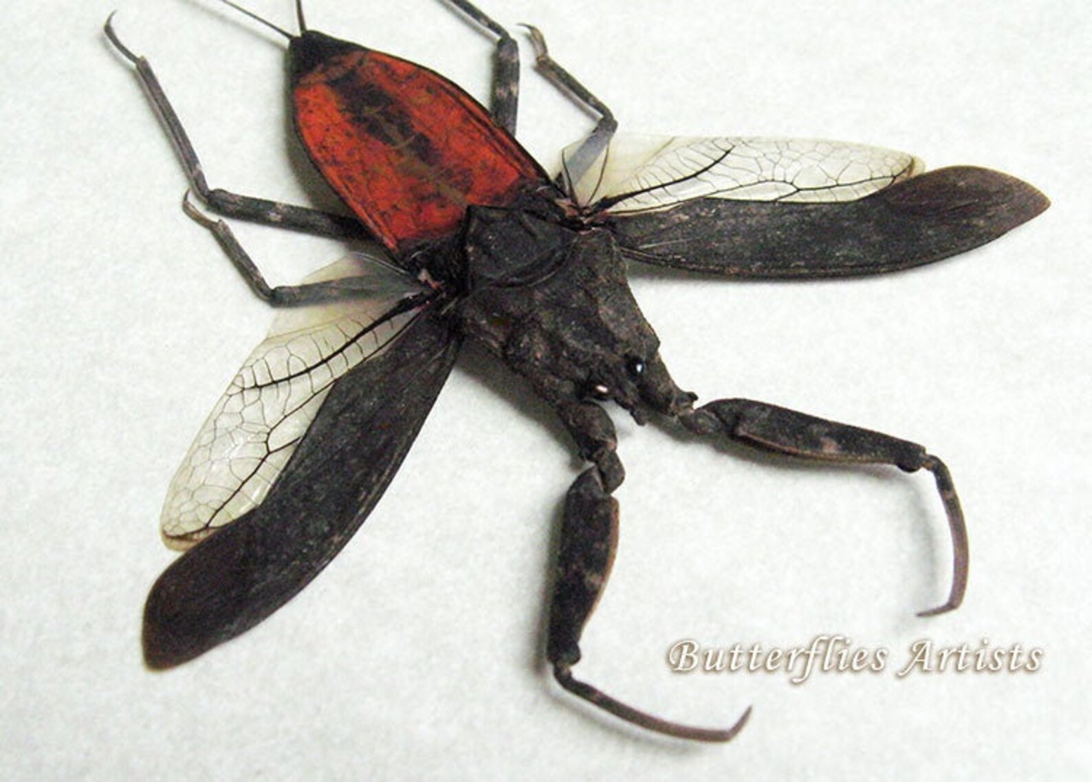 Wasserskorpion Nepa Rubra Große Gerahmte Entomologie | Etsy