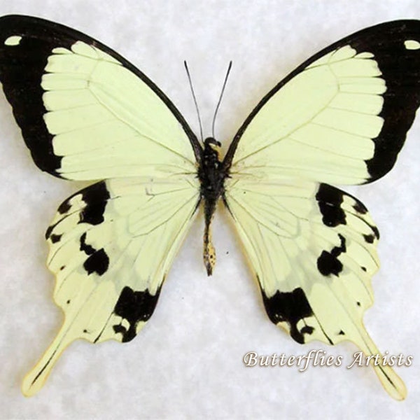 Cream African Swallowtail Papilio Dardanus Real Butterfly Entomology Shadowbox